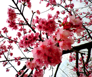 sakura-01.png